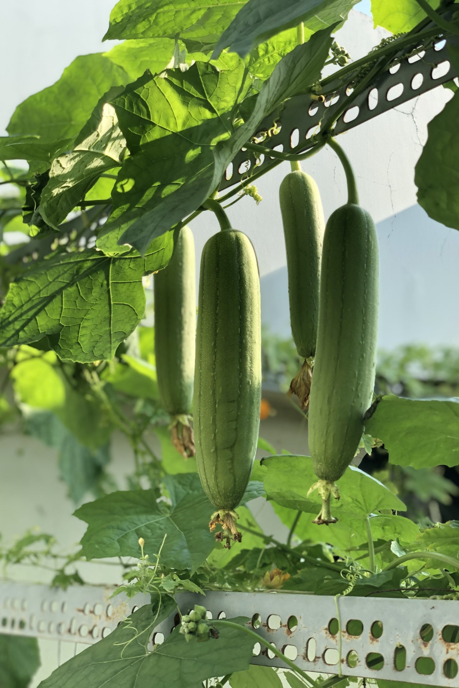 Luffa aegyptiaca